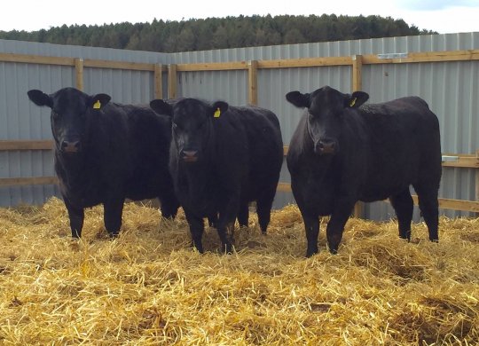 İthal Aberdeen Angus Sperması