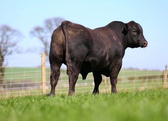 İthal Aberdeen Angus Sperması