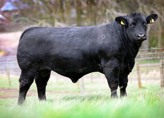 İthal Aberdeen Angus Sperması