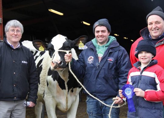 İthal Holstein Sperması