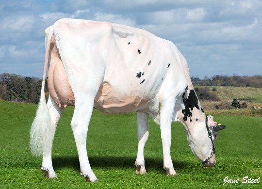 İthal Holstein Sperması