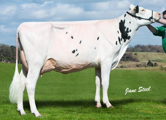 İthal Holstein Sperması