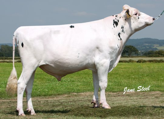 İthal Holstein Sperması