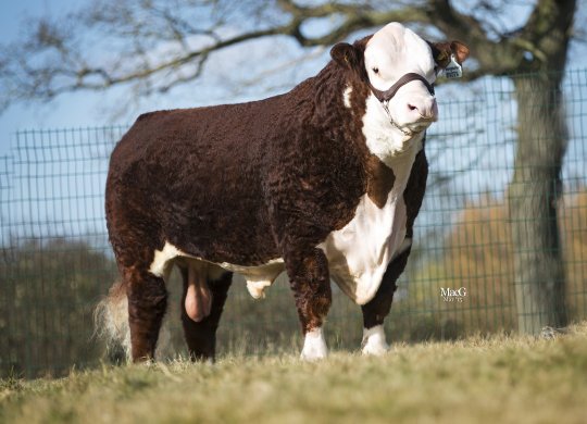 Hereford Sperması