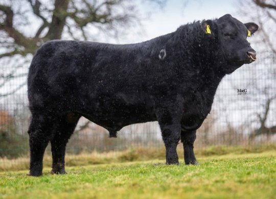 İthal Aberdeen Angus Sperması