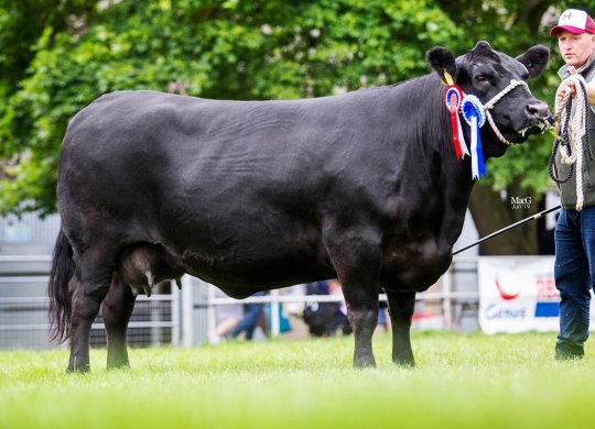 İthal Aberdeen Angus Sperması