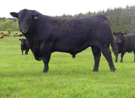 İthal Aberdeen Angus Sperması
