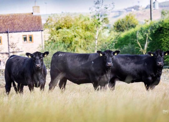 İthal Aberdeen Angus Sperması