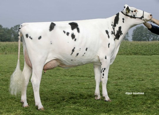 İthal Holstein Sperması