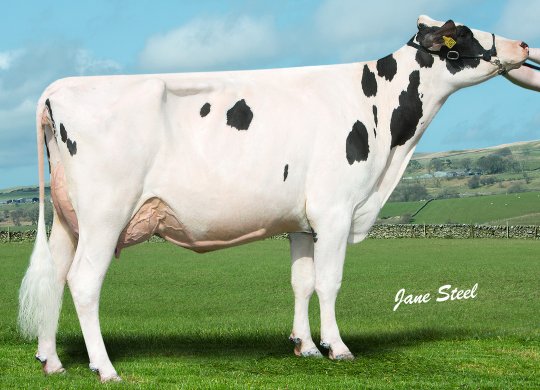 İthal Holstein Sperması