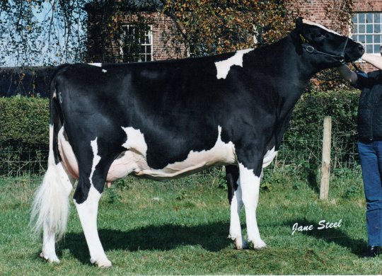 İthal Holstein Sperması