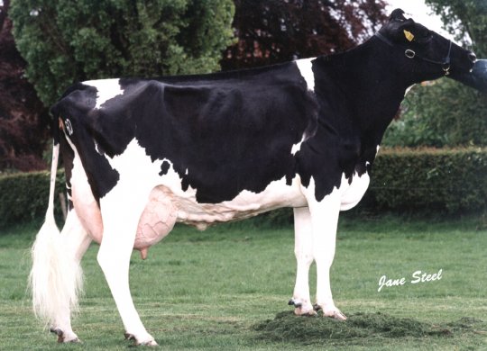 İthal Holstein Sperması