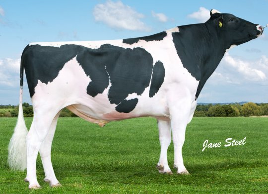 İthal Holstein Sperması