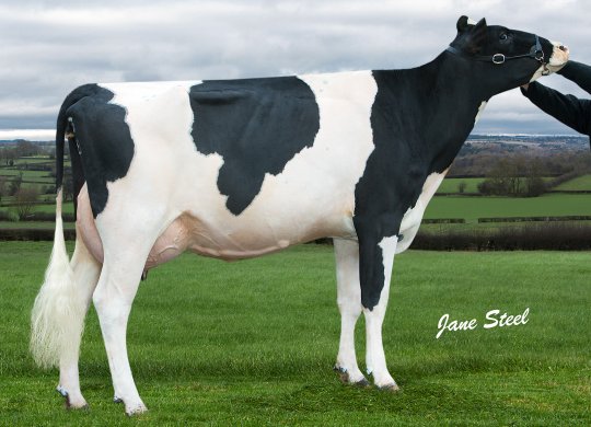 İthal Holstein Sperması