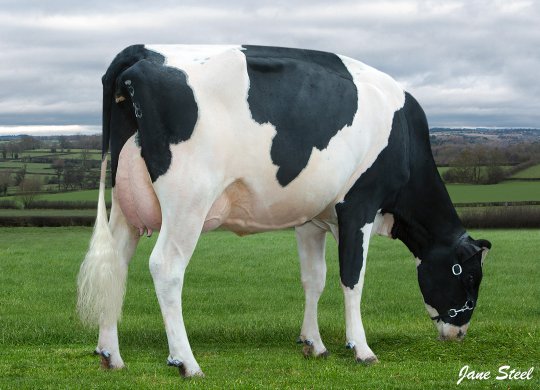 İthal Holstein Sperması