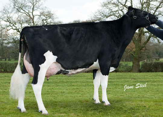İthal Holstein Sperması