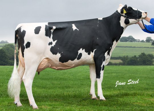 İthal Holstein Sperması