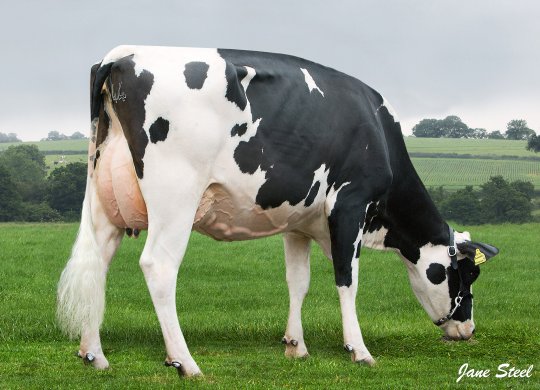 İthal Holstein Sperması