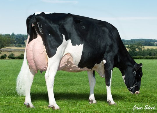İthal Holstein Sperması