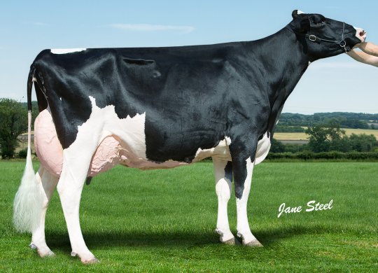 İthal Holstein Sperması