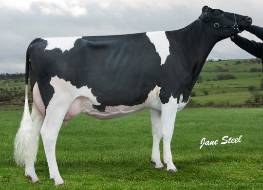 İthal Holstein Sperması