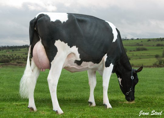 İthal Holstein Sperması