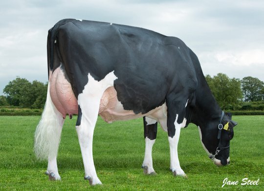 İthal Holstein Sperması