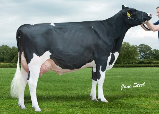 İthal Holstein Sperması