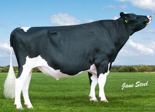 İthal Holstein Sperması