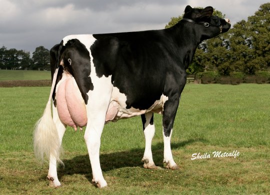 İthal Holstein Sperması