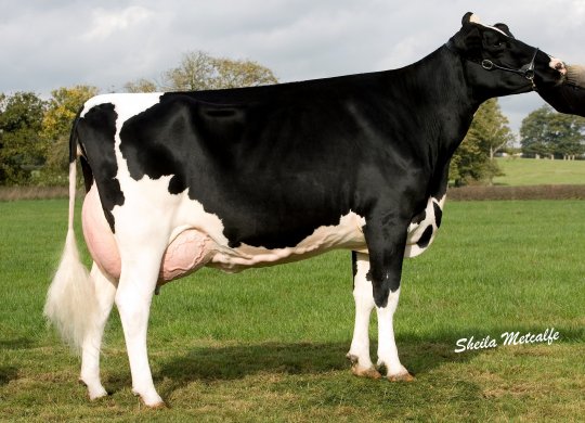 İthal Holstein Sperması