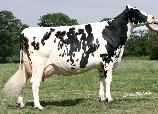 İthal Holstein Sperması
