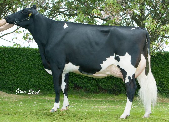 İthal Holstein Sperması