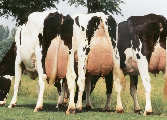 İthal Holstein Sperması