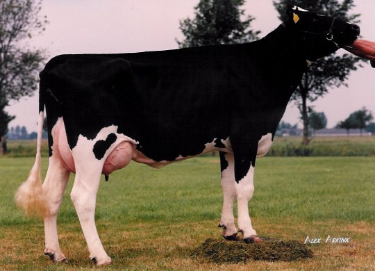 İthal Holstein Sperması