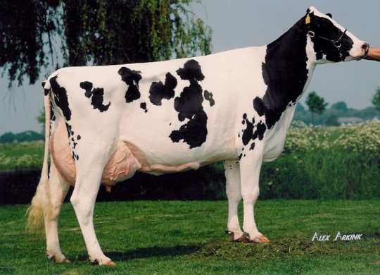 İthal Holstein Sperması