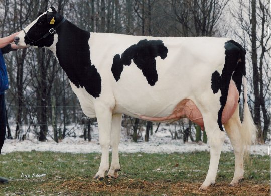 İthal Holstein Sperması