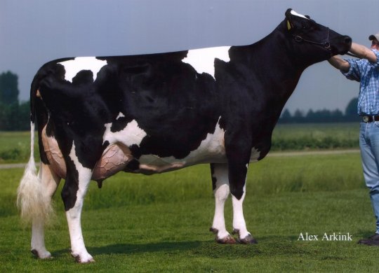 İthal Holstein Sperması