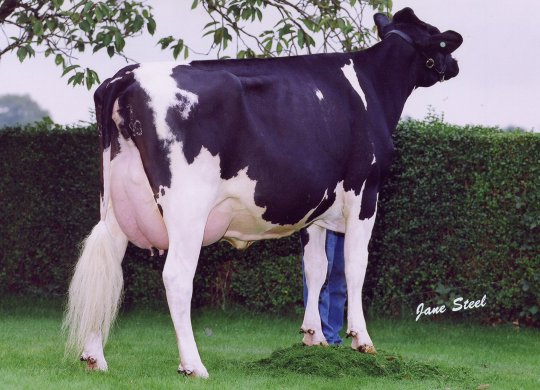 İthal Holstein Sperması