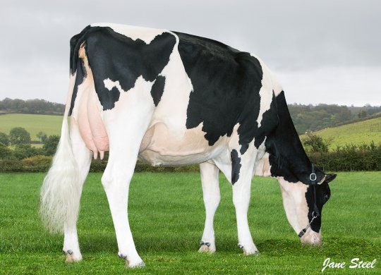 İthal Holstein Sperması