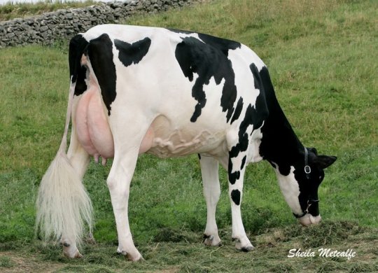İthal Holstein Sperması